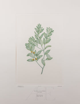 Banks Florilegium, Part 14, Plate 294
