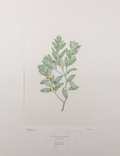 Banks Florilegium, Part 14, Plate 294