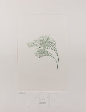 Banks Florilegium, Part 14, Plate 295