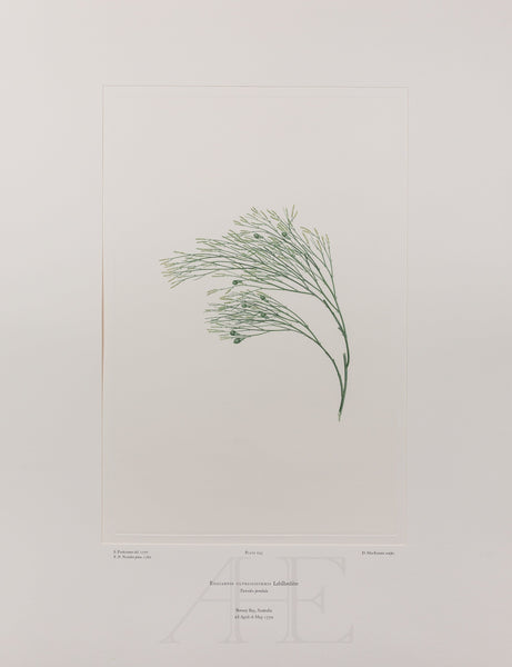 Banks Florilegium, Part 14, Plate 295