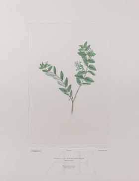 Banks Florilegium, Part 14, Plate 296