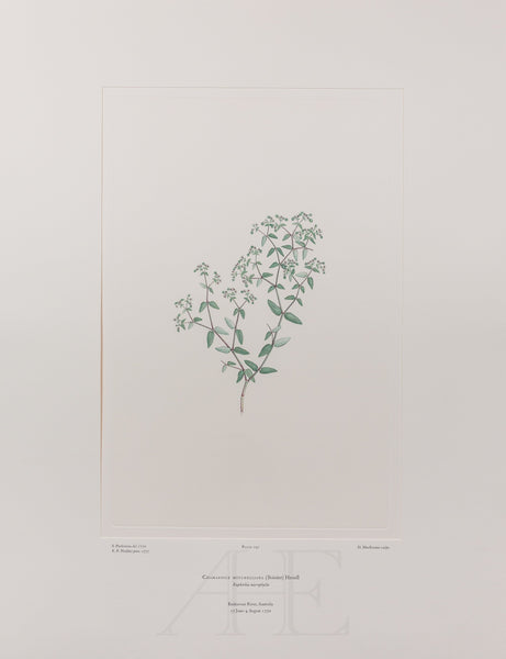 Banks Florilegium, Part 14, Plate 297