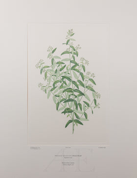 Banks Florilegium, Part 14, Plate 298