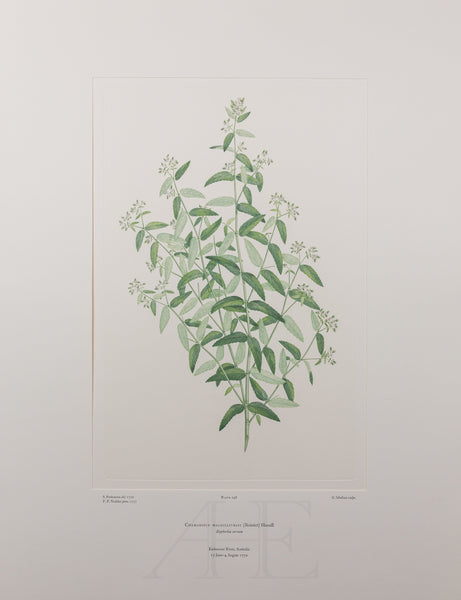 Banks Florilegium, Part 14, Plate 298