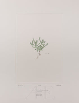 Banks Florilegium, Part 14, Plate 299