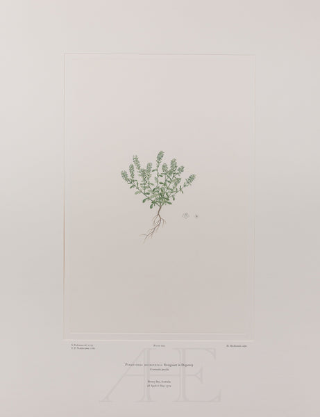 Banks Florilegium, Part 14, Plate 299