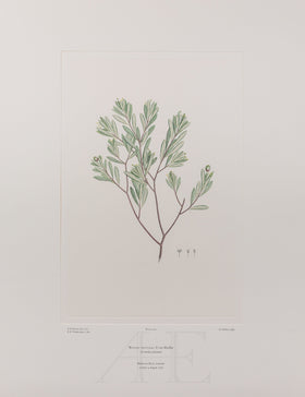 Banks Florilegium, Part 14, Plate 300