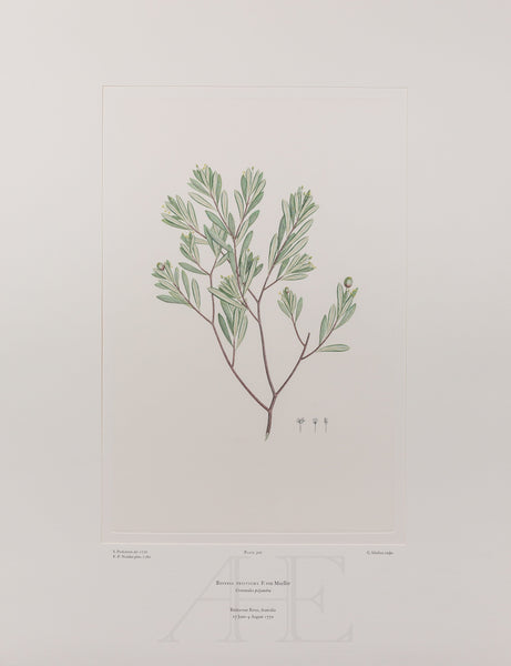 Banks Florilegium, Part 14, Plate 300