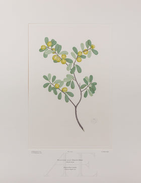 Banks Florilegium, Part 14, Plate 301