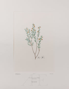 Banks Florilegium, Part 14, Plate 302