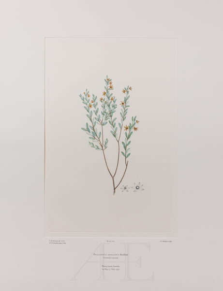 Banks Florilegium, Part 14, Plate 302