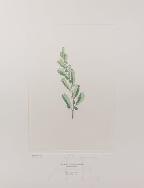 Banks Florilegium, Part 14, Plate 303