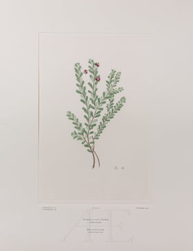 Banks Florilegium, Part 14, Plate 304