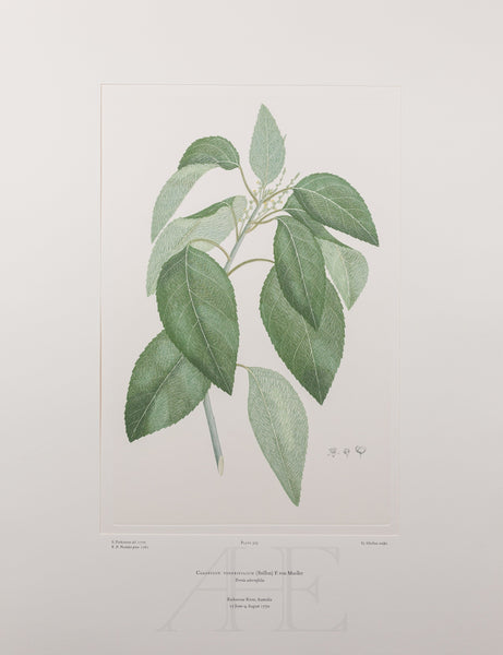 Banks Florilegium, Part 14, Plate 305