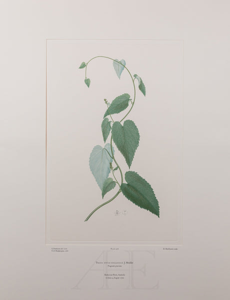 Banks Florilegium, Part 14, Plate 306