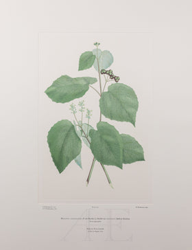 Banks Florilegium, Part 14, Plate 307