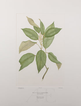 Banks Florilegium, Part 14, Plate 308