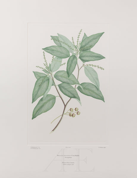 Banks Florilegium, Part 14, Plate 309