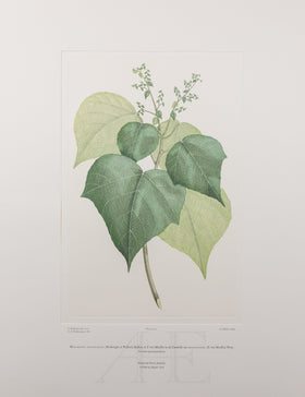 Banks Florilegium, Part 14, Plate 310