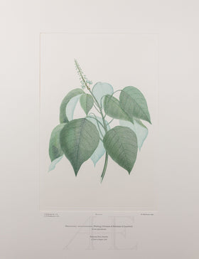 Banks Florilegium, Part 14, Plate 311