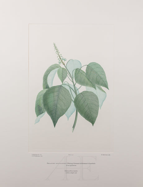 Banks Florilegium, Part 14, Plate 311