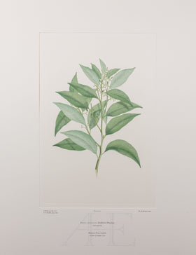 Banks Florilegium, Part 14, Plate 312