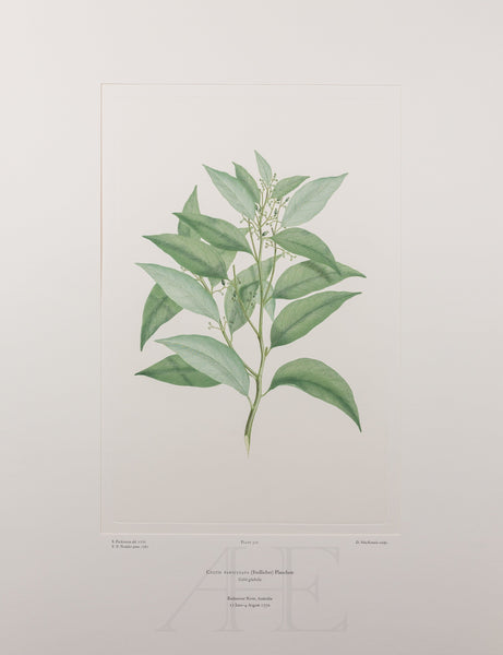 Banks Florilegium, Part 14, Plate 312