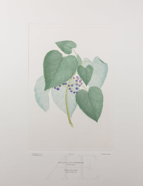 Banks Florilegium, Part 14, Plate 313
