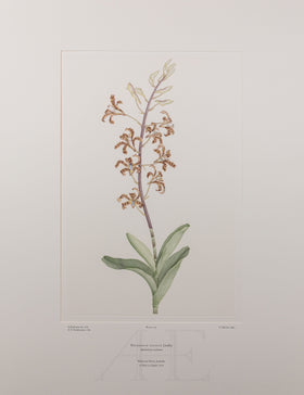 Banks Florilegium, Part 14, Plate 314