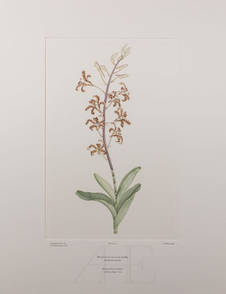 Banks Florilegium, Part 14, Plate 314