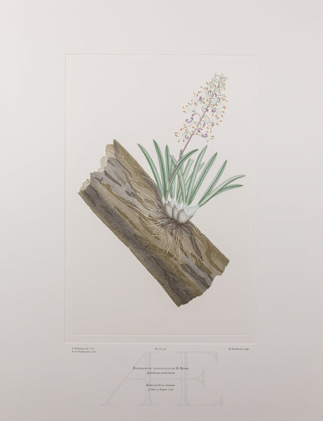 Banks Florilegium, Part 14, Plate 315