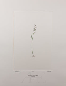 Banks Florilegium, Part 15, Plate 317