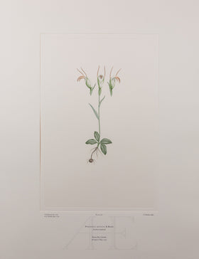 Banks Florilegium, Part 15, Plate 318