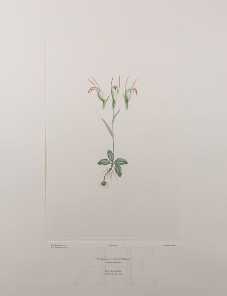 Banks Florilegium, Part 15, Plate 318