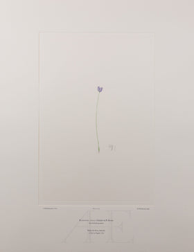 Banks Florilegium, Part 15, Plate 319