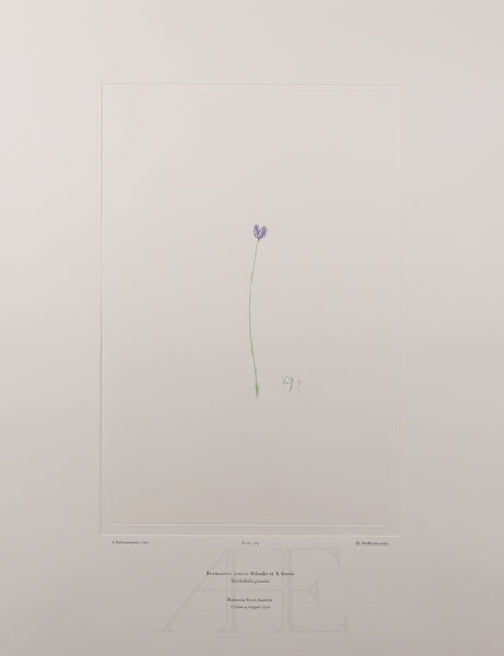 Banks Florilegium, Part 15, Plate 319