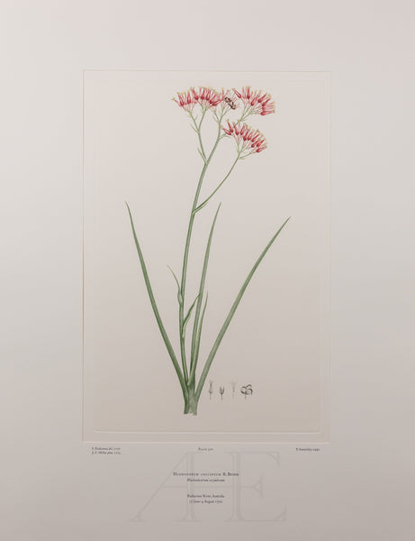 Banks Florilegium, Part 15, Plate 320