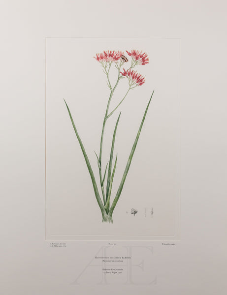 Banks Florilegium, Part 15, Plate 321