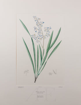 Banks Florilegium, Part 15, Plate 322