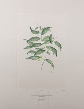 Banks Florilegium, Part 15, Plate 323