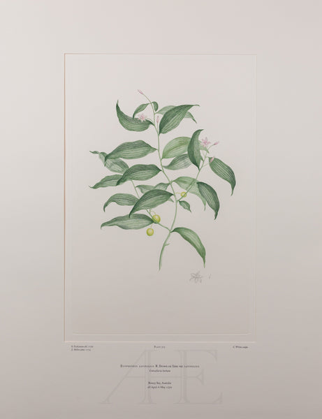 Banks Florilegium, Part 15, Plate 323