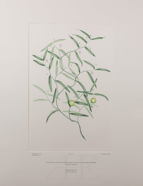 Banks Florilegium, Part 15, Plate 324