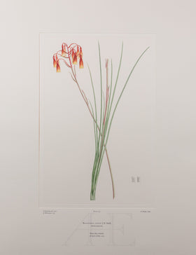 Banks Florilegium, Part 15, Plate 325