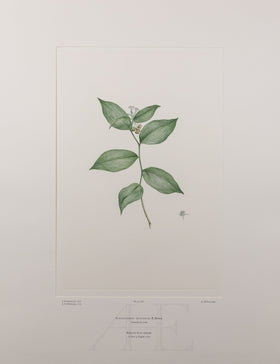 Banks Florilegium, Part 15, Plate 326