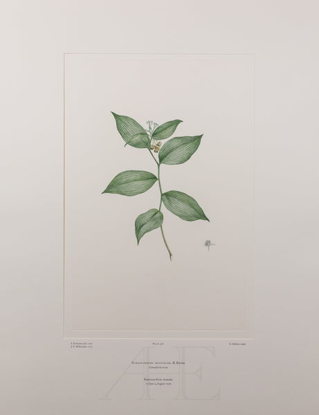 Banks Florilegium, Part 15, Plate 326
