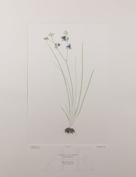 Banks Florilegium, Part 15, Plate 327