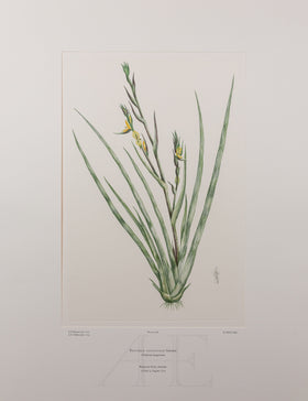 Banks Florilegium, Part 15, Plate 328