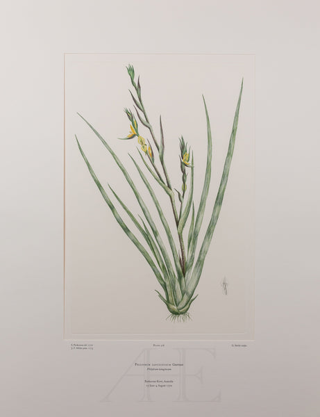 Banks Florilegium, Part 15, Plate 328