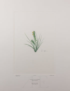 Banks Florilegium, Part 15, Plate 329
