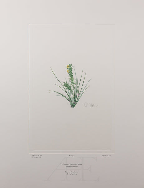 Banks Florilegium, Part 15, Plate 329